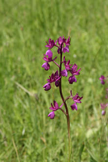 Предстои обявяването на нова защитена местност край крумовградското село Морянци