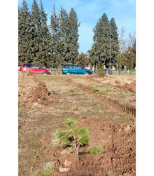 Старозагорци започнаха засаждането на живи коледни дръвчета в парк "Артилерийски"