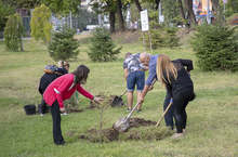 В Стара Загора са засадени хималайски кедърчета