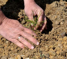 Община Сандански е започнала инициатива "Засади дърво за Коледа"