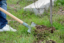 Доброволци ще засадят дръвчета край сливенското село Камен