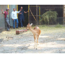 Зоокътът в Разград получи лиценз за следващите пет години