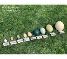 Зоопаркът в Бургас притежава впечатляваща колекция от великденски яйца