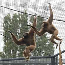 Близо 12 000 души са посетили Зоологическата градина в София в почивните дни