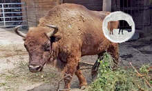 Зоопаркът в Добрич посрещна нови обитатели от Германия - бизоните Гзамир и Грилит