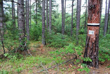 Климатичните промени влияят и на изкуствено създадените иглолистни гори, горски стопани работят за трансформирането им в широколистни