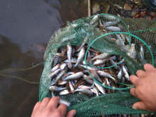 Четириного от защитен вид е станало жертва на бракониери край язовир "Ястребино"