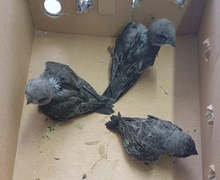 Малки птички са спасени с помощта на експерти от РИОСВ-Шумен