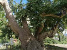 И вековният чинар на Смолян с  пречупени клони от бурята