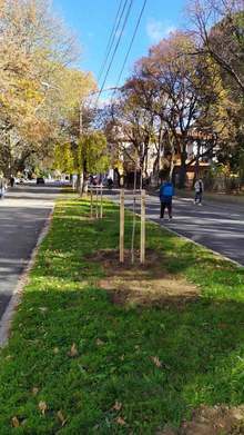 Състоянието на дърветата в центъра на Кюстендил е определено от експерти като лошо и задоволително