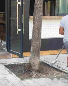 Дървото на ул. "Граф Игнатиев", върху което беше изсипан бетон, е спасено