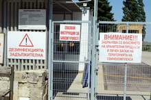 В Добричка област, която е в бедствено положение заради африканската чума, има над 970 домашни прасета