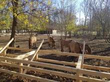 В зоопарка в Добрич очакват празнични елхи, които не могат да бъдат засадени