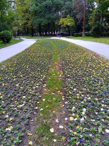 Стотици хиляди теменужки и други есенно-пролетни цветя засаждат в Пловдив