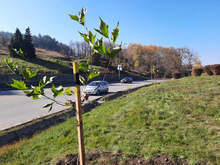 Хиляда и едно дръвчета са засадени в Перник