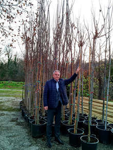 В Плевен започва засаждането на над 70 млади дръвчета