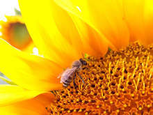 Млади майстори на фотообектива запечатаха в стотици кадри мигове от живота в Разград