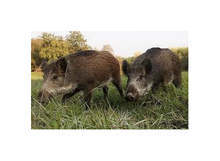 В Ловешка област 95 процента от пробите за африканска чума при дивите свине са положителни през последните три месеца