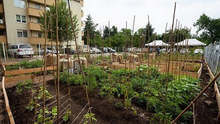 Община Монтана премахва незаконни зеленчукови градини в жилищен комплекс "Пъстрина"