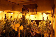 Разкрита е лаборатория за производство на канабис в Харманли