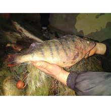 Заловен е бракониер на язовир "Ястребино" край Антоново