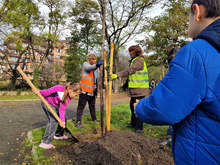 Община Бургас започва масово засаждане на дървета  като мярка срещу мръсния въздух