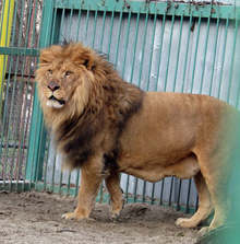 Община Разград ще потърси съдействие за продължаване на лечението на лъва Любо