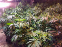 Полицията в Пловдив разкри домашна оранжерия за марихуана