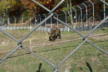 Част от обитателите на Парка за танцуващи мечки край Белица вече спят зимен сън