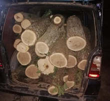 Горски стражари в Разград разкриха извършители на незаконна сеч