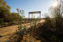 Над 80 000 млади фиданки вече растат в Новата гора на София