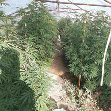 Оранжерия за марихуана е разкрита в района на Пазарджик