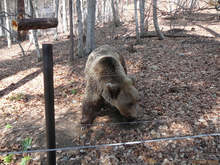 Тригодишно мече от Република Северна Македония е новият обитател на Парка за мечки край Белица
