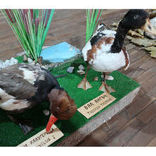 За първи път музеят в Плевен показа дарение от препарирани животни от 9 защитени видове