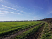 Полезащитни горски пояси край Добрич и Балчик ще бъдат възстановени