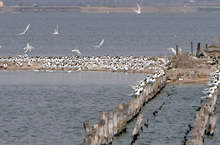 Сдружение "Зелени Балкани" напуска посетителския център "Поморийско езеро"