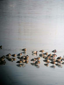 Броят на птиците на язовир "Съединение" се е увеличил драстично през тази зима