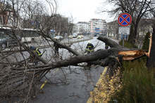 Силният вятър във Варна е съборил дървета и светофарна уредба