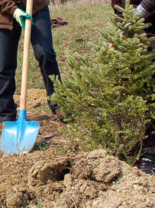 От община Добрич апелират празничните елхи да се засадят в градския парк