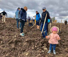 Общо 4500 фиданки в Новата гора на София са засадени през втория уикенд от залесяването