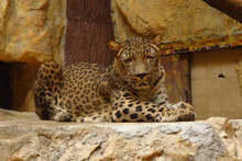 Софийският зоопарк започна подготовка за зимния сезон