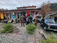 Слаб интерес към коледните елхи отчитат от Регионалната дирекция по горите в Кюстендил