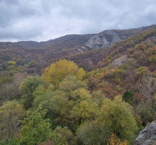 Горското стопанство в Търговище е сред отличните на Североизточното държавно предприятие