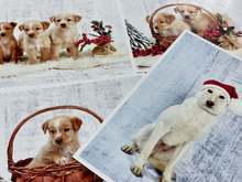 Календар и картички с кучета от общинския приют в Ямбол се продават с благотворителна цел