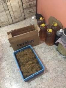 Близо 50 000 къса контрабандни цигари и 375 кг листна маса с мирис на тютюн иззе полицията в Пловдив