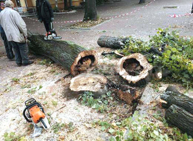 Нови 600 дървета ще бъдат засадени в шест района на Кюстендил