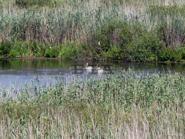 Научна разработка за влиянието на енотовидното куче върху пеликаните в резервата "Сребърна" е публикувана в престижно издание