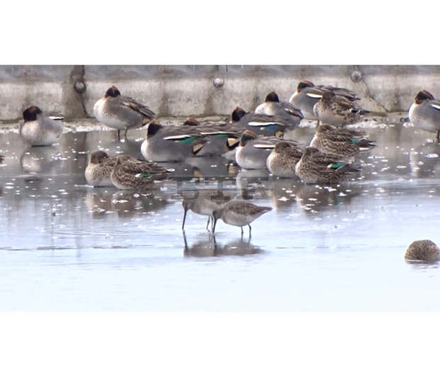 Орнитолози откриха нов вид птица в Атанасовското езеро в Бургас