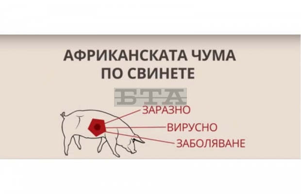 Потвърдени са нови случаи на Африканска чума по свинете в област Шумен Потвърдени са нови случаи на Африканска чума по свинете в област Шумен