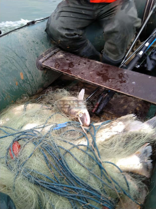 Близо 70 килограма риба е извадена от бракониерски мрежи в язовир "Ястребино" Близо 70 килограма риба е извадена от бракониерски мрежи в язовир "Ястребино"